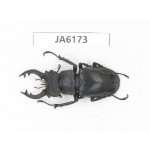 Lucanus nangsara. Myanmar, Kechin, Nanse. 1M. JA6173.