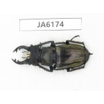 Lucanus nangsara. Myanmar, Kechin, Nanse. 1M. JA6174.