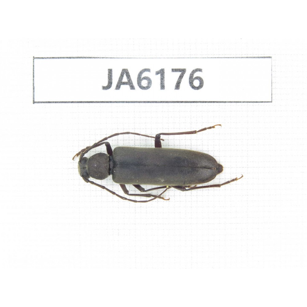 Cerambycidae sp. China, Tibet, Linzhi, Bomi county. 1Pcs. JA6176.