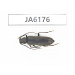 Cerambycidae sp. China, Tibet, Linzhi, Bomi county. 1Pcs. JA6176.