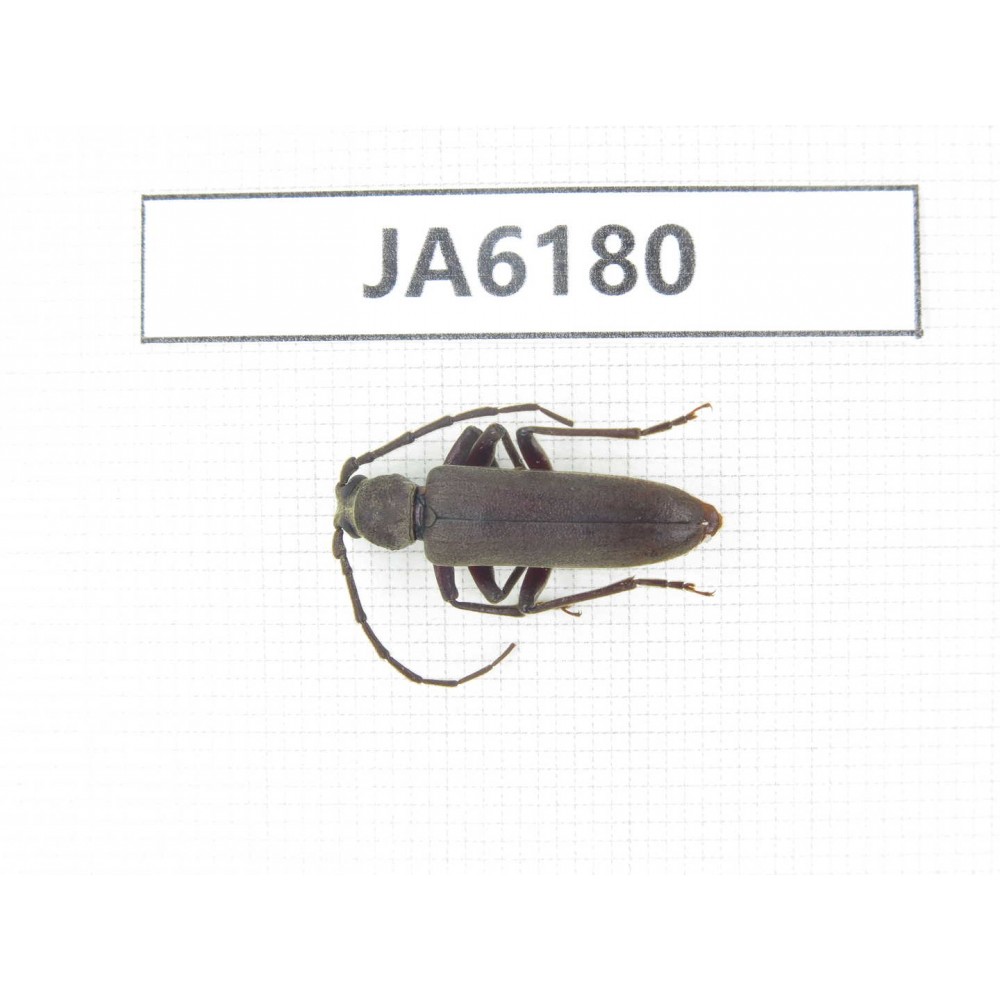 Cerambycidae sp. China, Tibet, Linzhi, Bomi county. 1Pcs. JA6180.