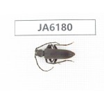Cerambycidae sp. China, Tibet, Linzhi, Bomi county. 1Pcs. JA6180.