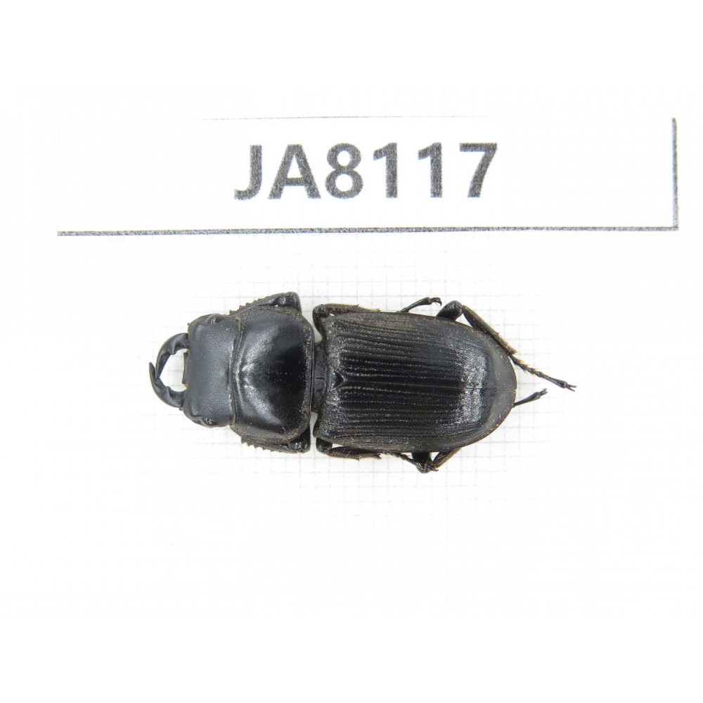 Dorcus sp. Myanmar, Kechin, Nanse. 1M. JA8117.