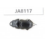 Dorcus sp. Myanmar, Kechin, Nanse. 1M. JA8117.