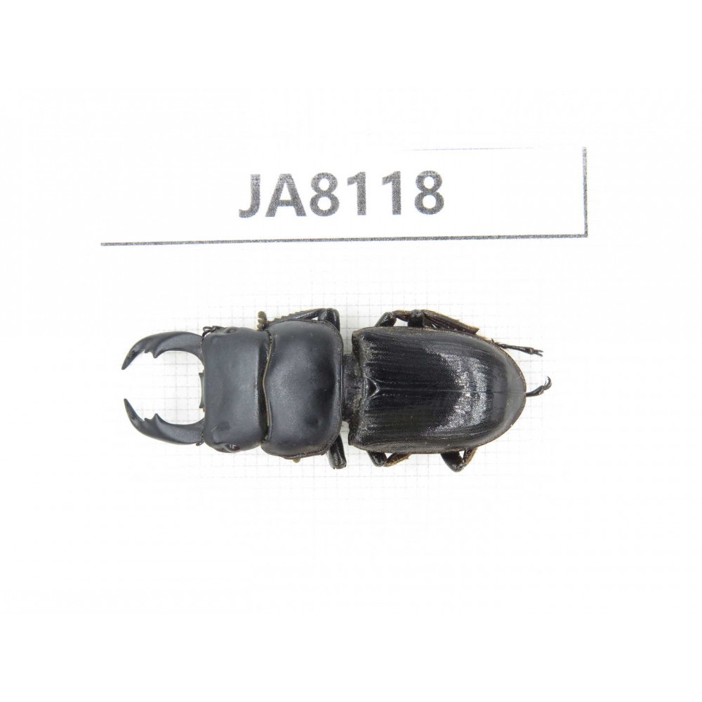 Dorcus sp. Myanmar, Kechin, Nanse. 1M. JA8118.