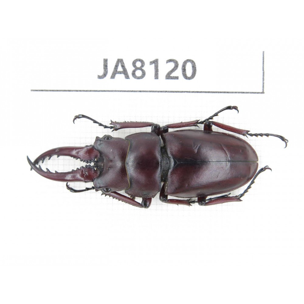 Prosopocoilus sp. Myanmar, Kechin, Nanse. 1M. JA8120.