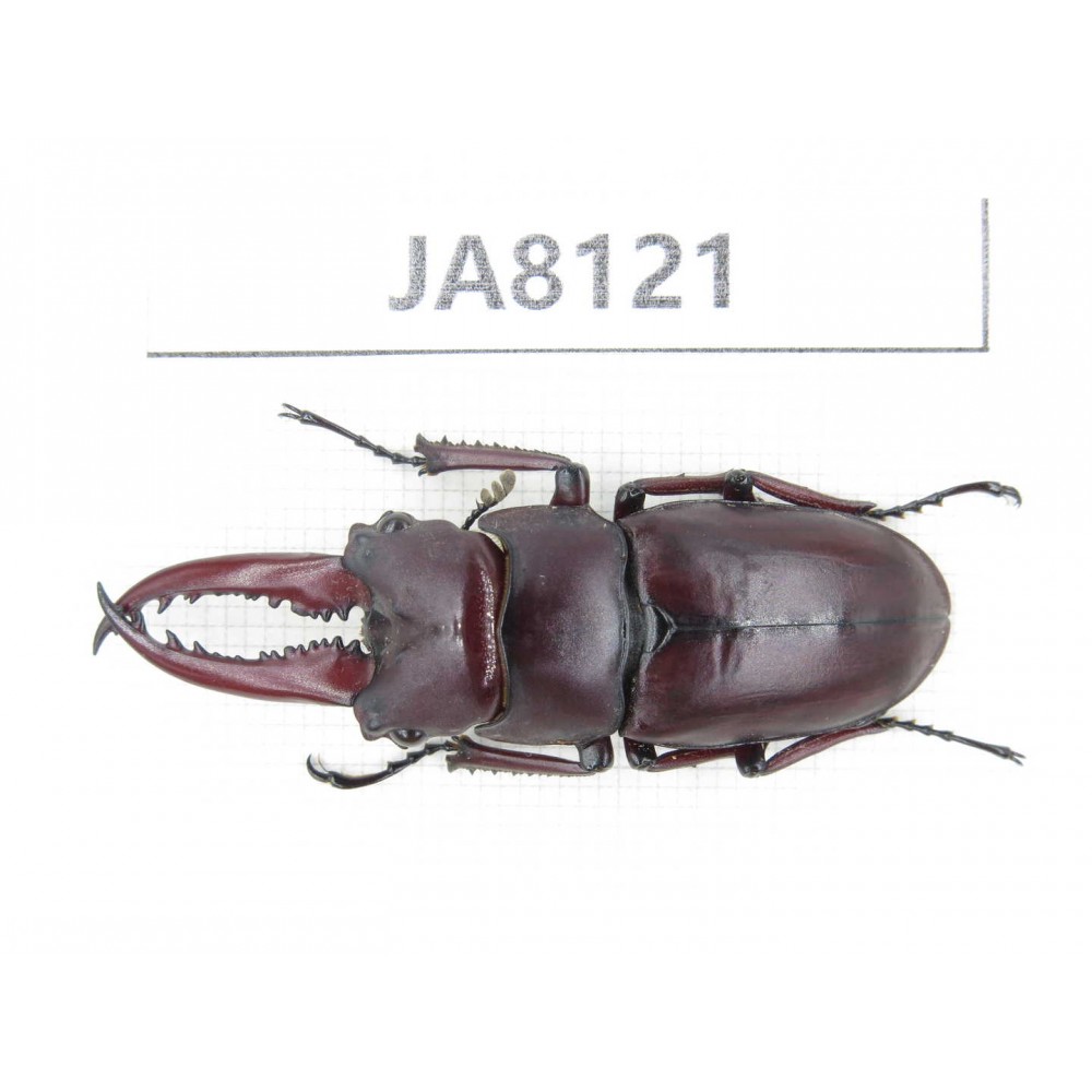Prosopocoilus sp. Myanmar, Kechin, Nanse. 1M. JA8121.