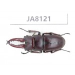 Prosopocoilus sp. Myanmar, Kechin, Nanse. 1M. JA8121.