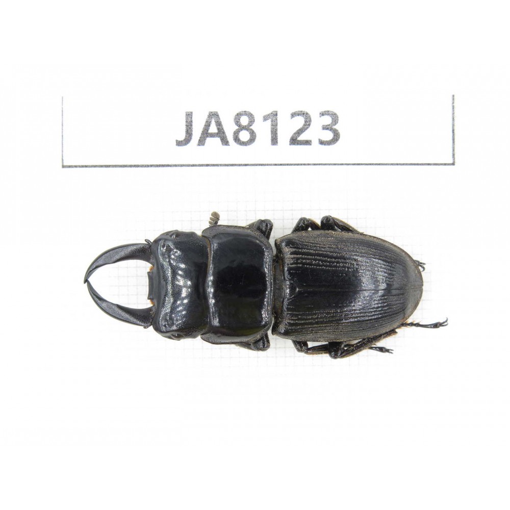 Dorcus sp. Myanmar, Kechin, Nanse. 1M. JA8123.