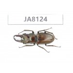 Cyclommathus sp. China, Myanmar, Kechin, Nanse. 1M. JA8124.