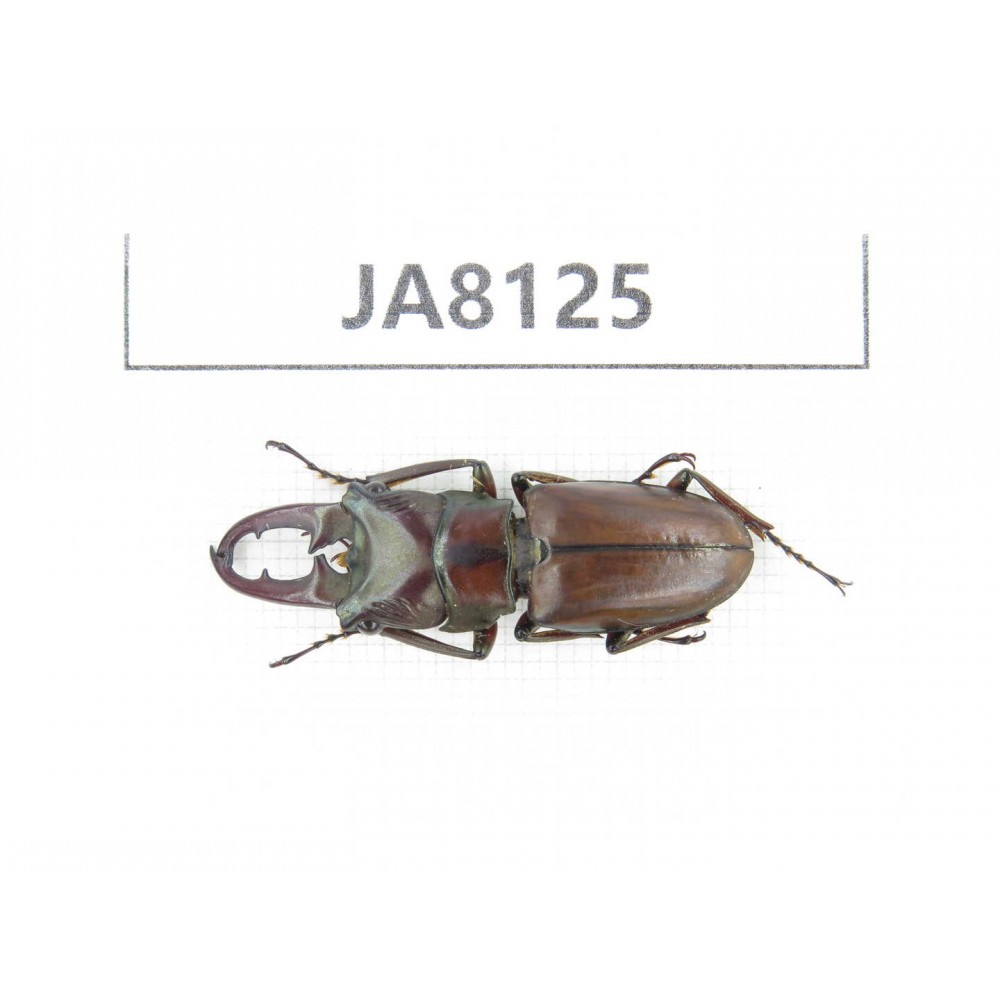 Cyclommathus sp. China, Myanmar, Kechin, Nanse. 1M. JA8125.