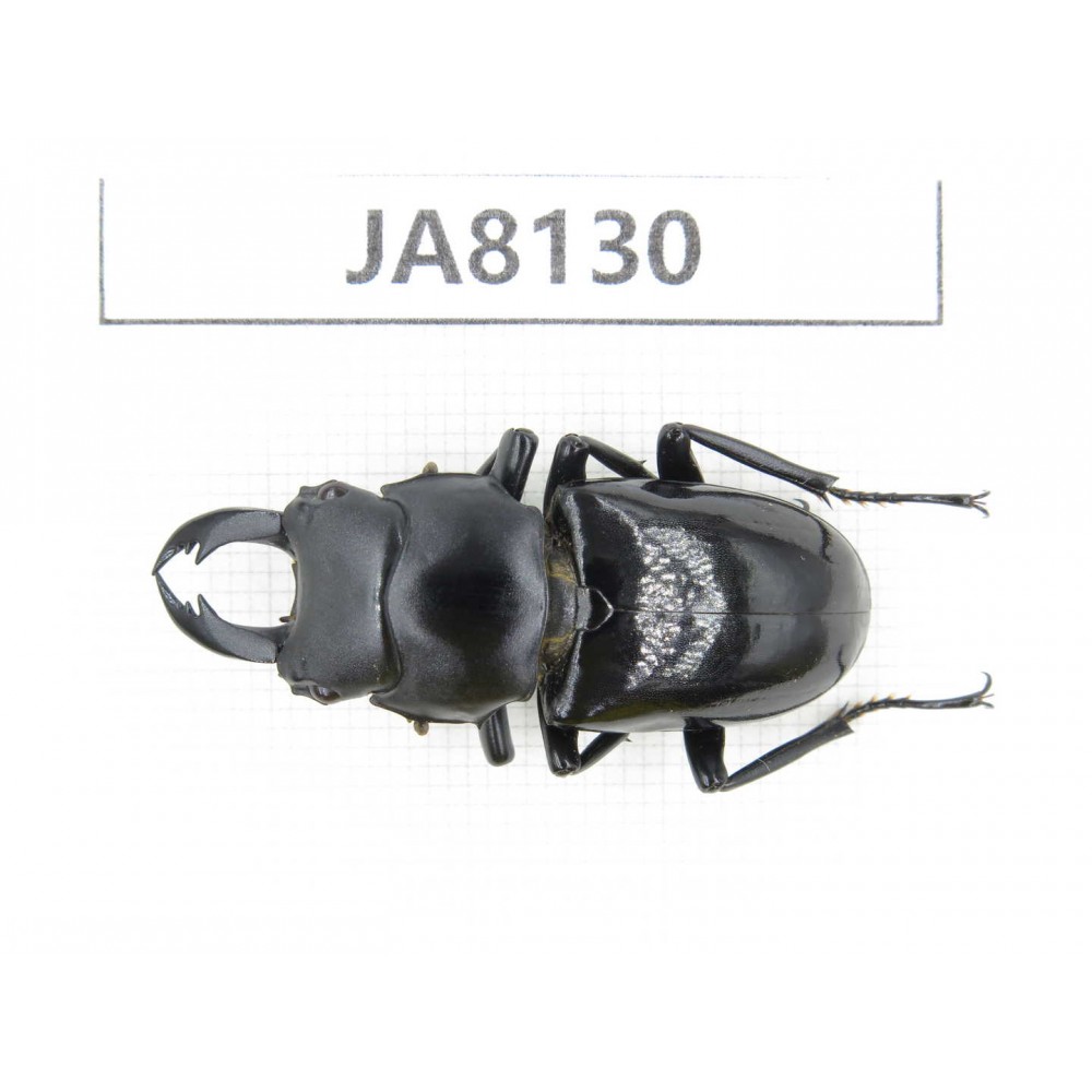 Dorcus sp. Myanmar, Kechin, Nanse. 1M. JA8130.