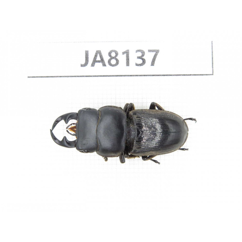 Dorcus sp. Myanmar, Kechin, Nanse. 1M. JA8137.