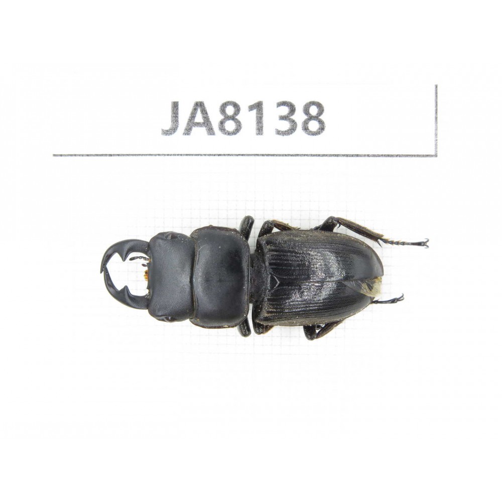 Dorcus sp. Myanmar, Kechin, Nanse. 1M. JA8138.