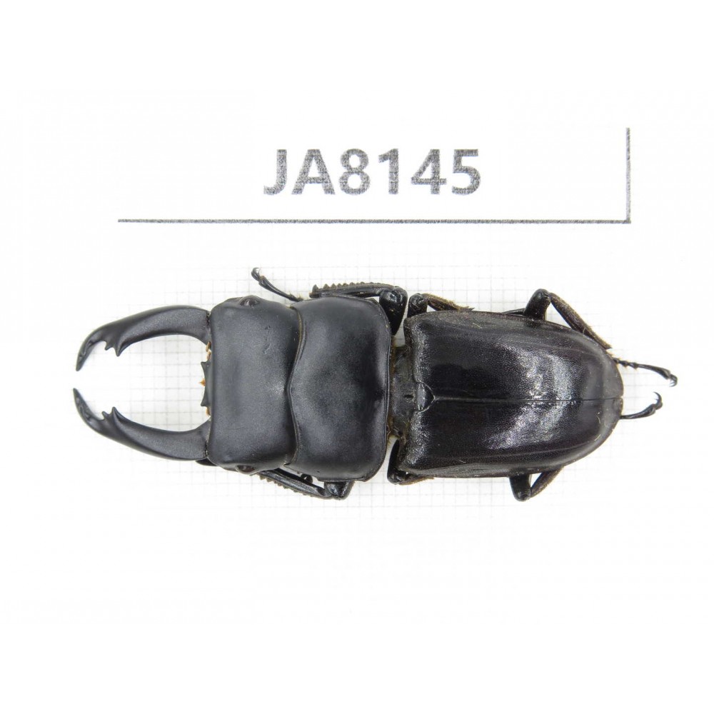 Dorcus sp. Myanmar, Kechin, Nanse. 1M. JA8145.