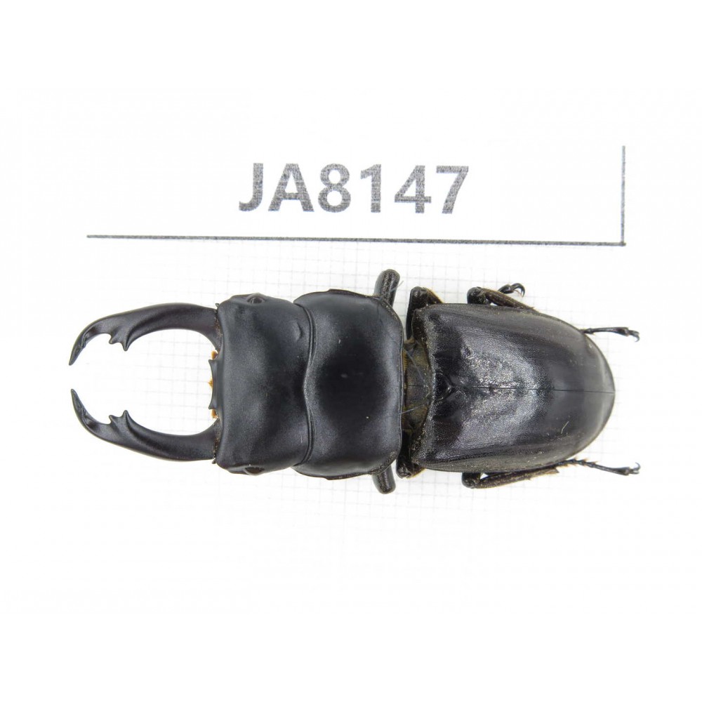 Dorcus sp. Myanmar, Kechin, Nanse. 1M. JA8147.