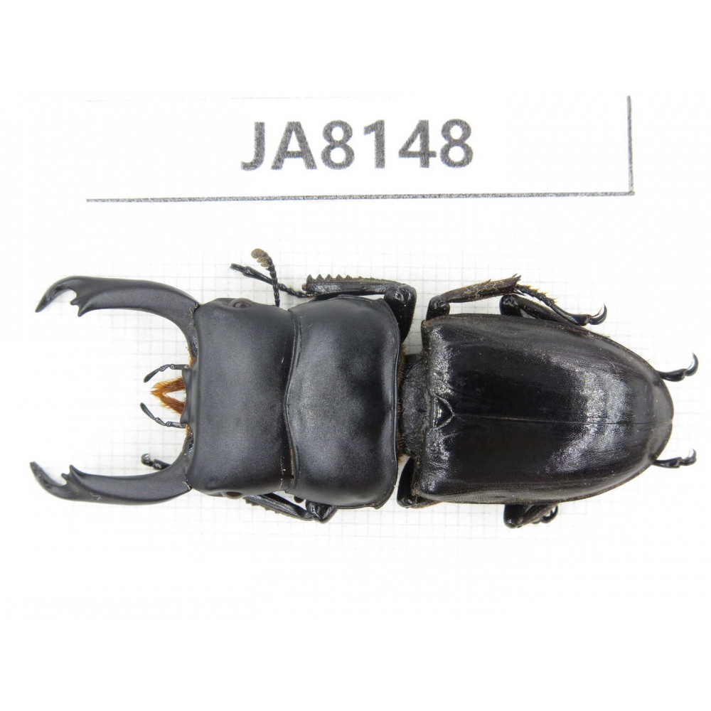 Dorcus sp. Myanmar, Kechin, Nanse. 1M. JA8148.