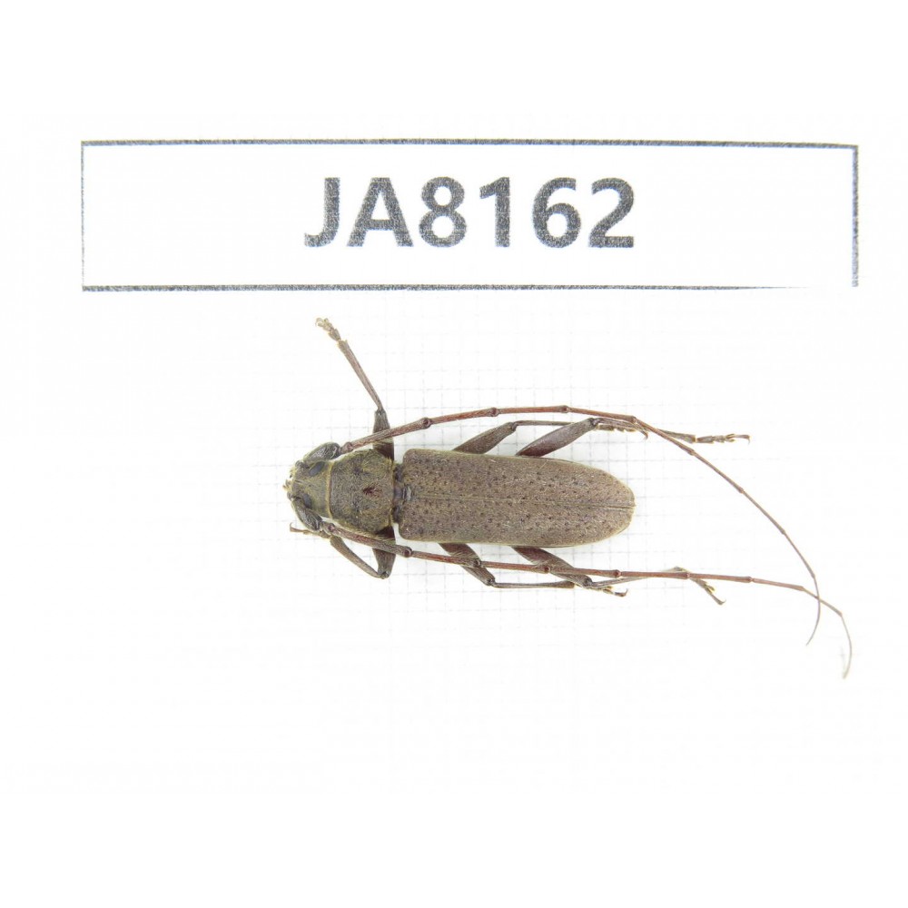 Cerambycidae sp. Myanmar, Kechin, Nanse. 1Pcs. JA8162.
