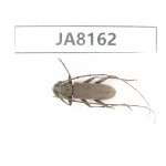 Cerambycidae sp. Myanmar, Kechin, Nanse. 1Pcs. JA8162.