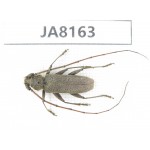 Cerambycidae sp. Myanmar, Kechin, Nanse. 1Pcs. JA8163.