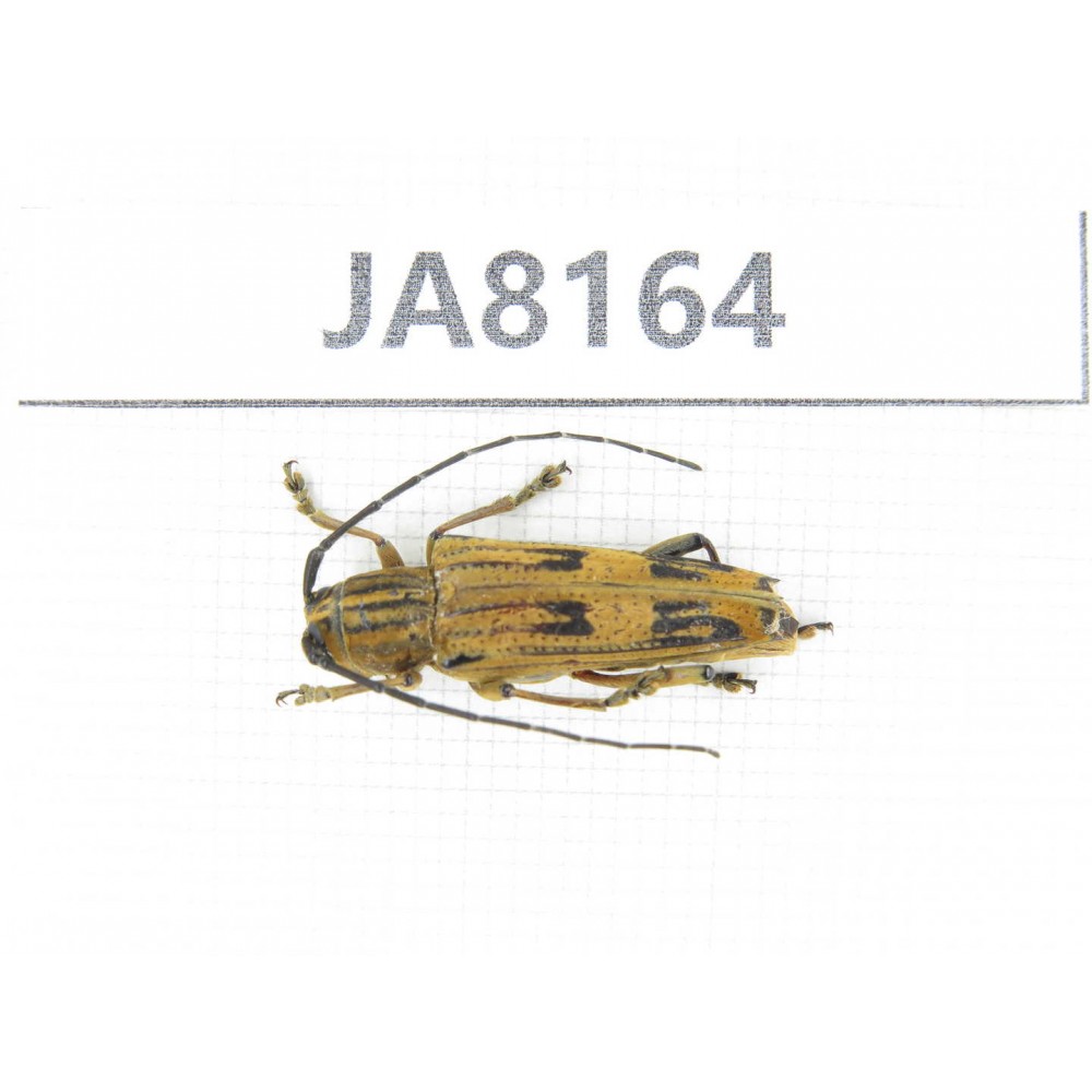 Cerambycidae sp. Myanmar, Kechin, Nanse. 1Pcs. JA8164.