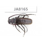Cerambycidae sp. Myanmar, Kechin, Nanse. 1Pcs. JA8165.