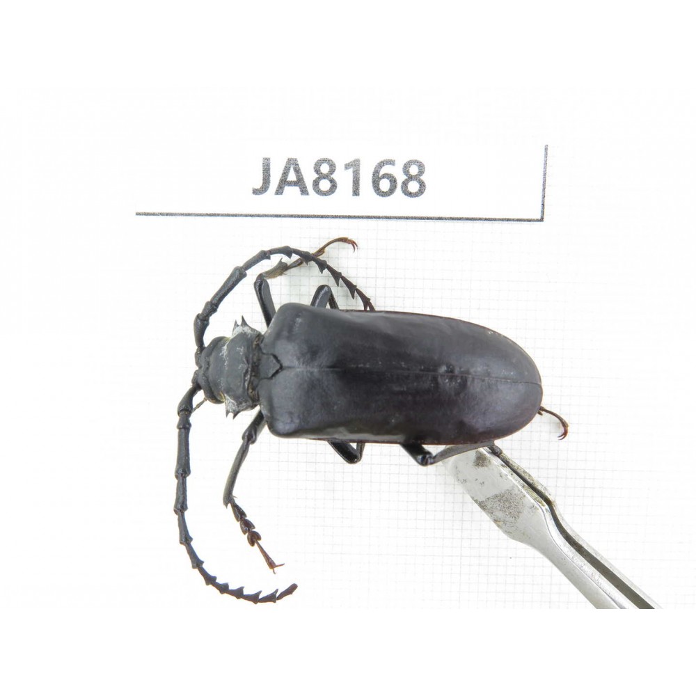 Cerambycidae sp. Myanmar, Kechin, Nanse. 1Pcs. JA8168.
