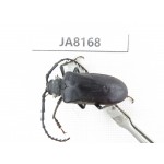 Cerambycidae sp. Myanmar, Kechin, Nanse. 1Pcs. JA8168.