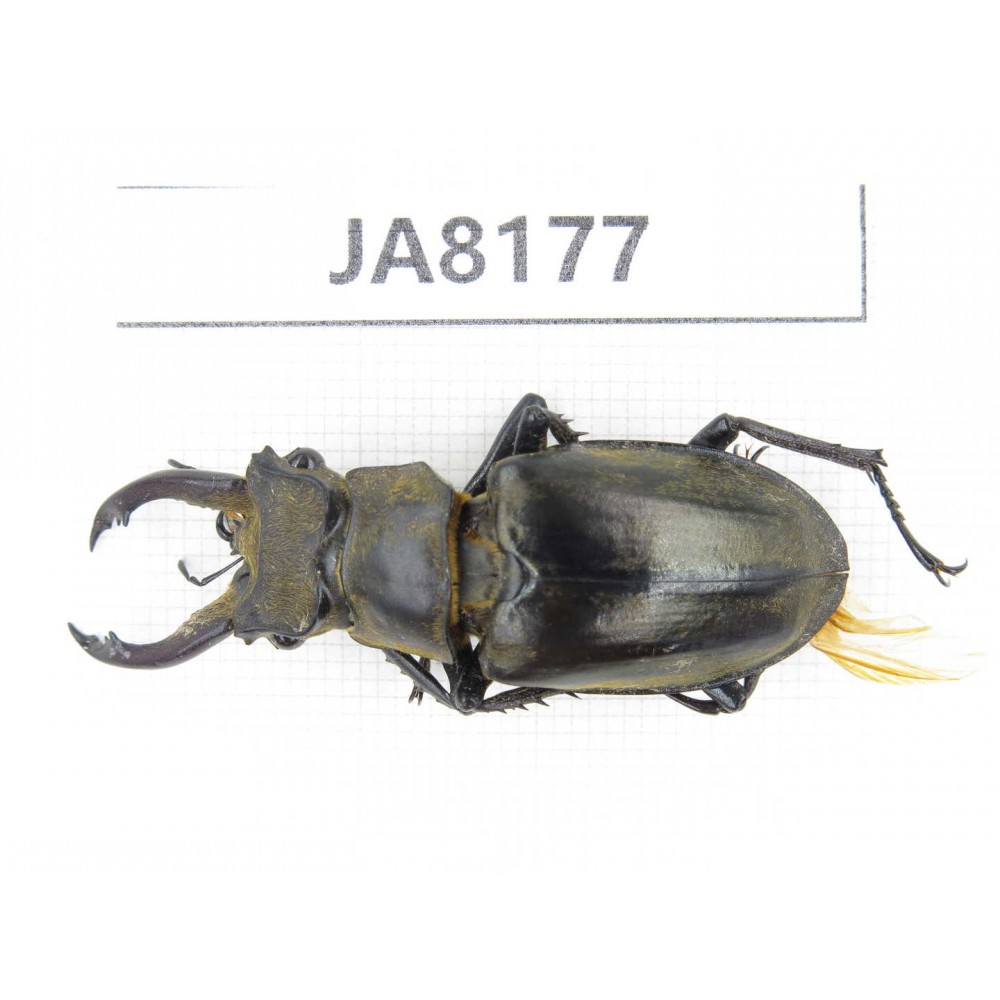 Lucanus tibetanus ssp. Myanmar, Kechin, Nanse. 1M. JA8177.