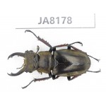 Lucanus tibetanus ssp. Myanmar, Kechin, Nanse. 1M. JA8178.