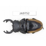 Odontolabis cuvera ssp. China, Guizhou, Qiandongnan, Mt.Leigongshan. 1M. JA9752.