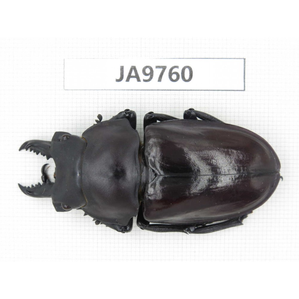 Neolucanus sp. China, Guizhou, Qiandongnan, Mt.Leigongshan. 1M. JA9760.