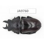 Neolucanus sp. China, Guizhou, Qiandongnan, Mt.Leigongshan. 1M. JA9760.