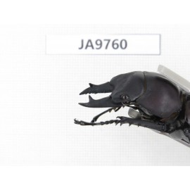 Neolucanus sp. China, Guizhou, Qiandongnan, Mt.Leigongshan. 1M. JA9760.
