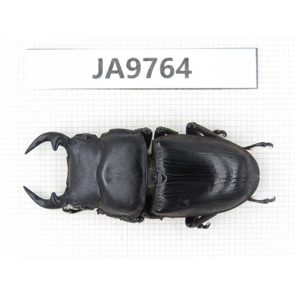 Dorcus sp. China, Guizhou, Qiandongnan, Mt.Leigongshan. 1M. JA9764.