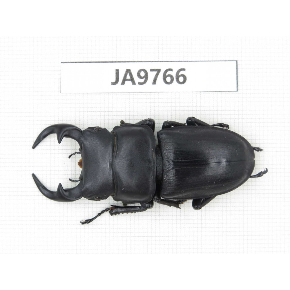 Dorcus sp. China, Guizhou, Qiandongnan, Mt.Leigongshan. 1M. JA9766.