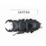 Dorcus sp. China, Guizhou, Qiandongnan, Mt.Leigongshan. 1M. JA9766.