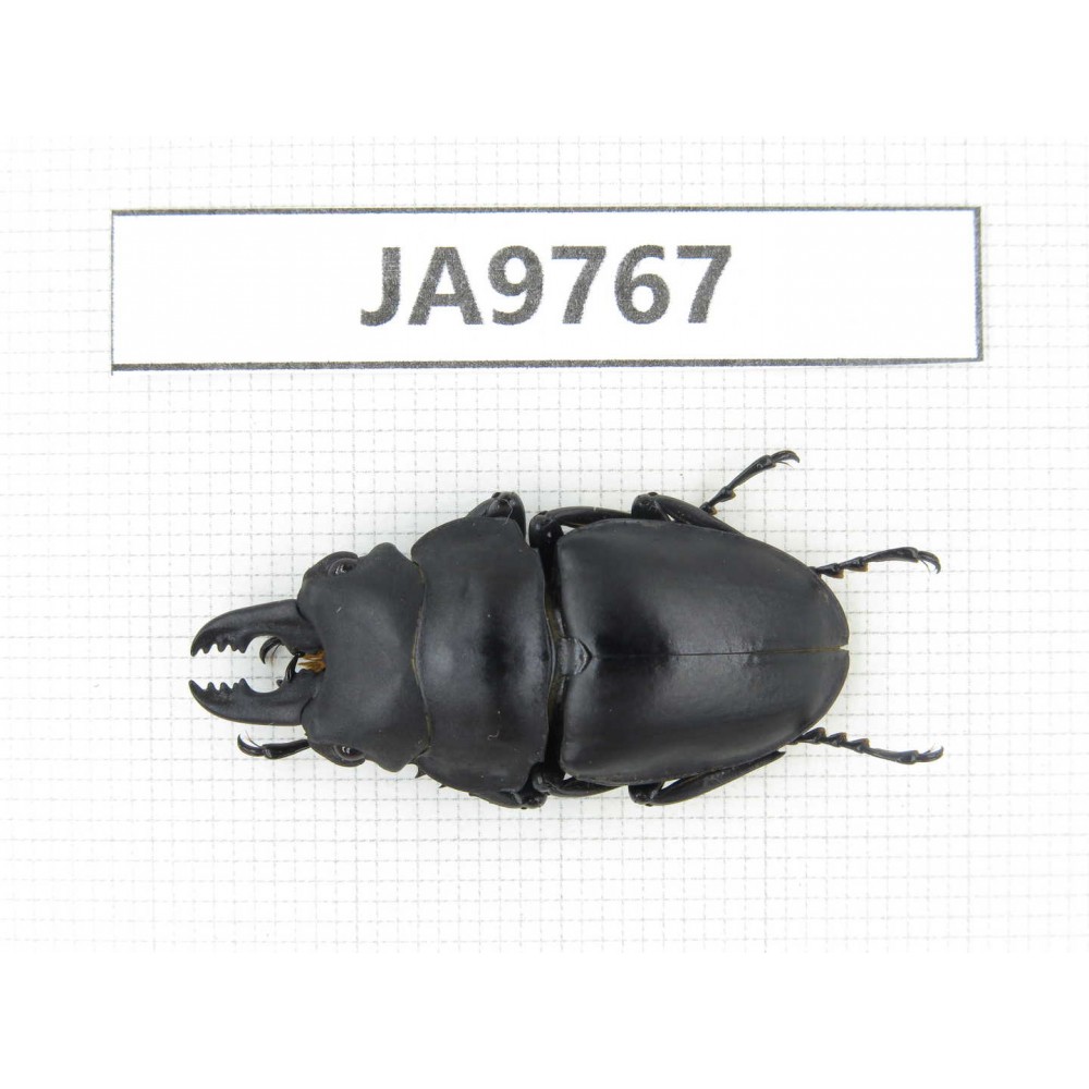Prosopocoilus sp. China, Guizhou, Qiandongnan, Mt.Leigongshan. 1M. JA9767.