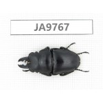 Prosopocoilus sp. China, Guizhou, Qiandongnan, Mt.Leigongshan. 1M. JA9767.