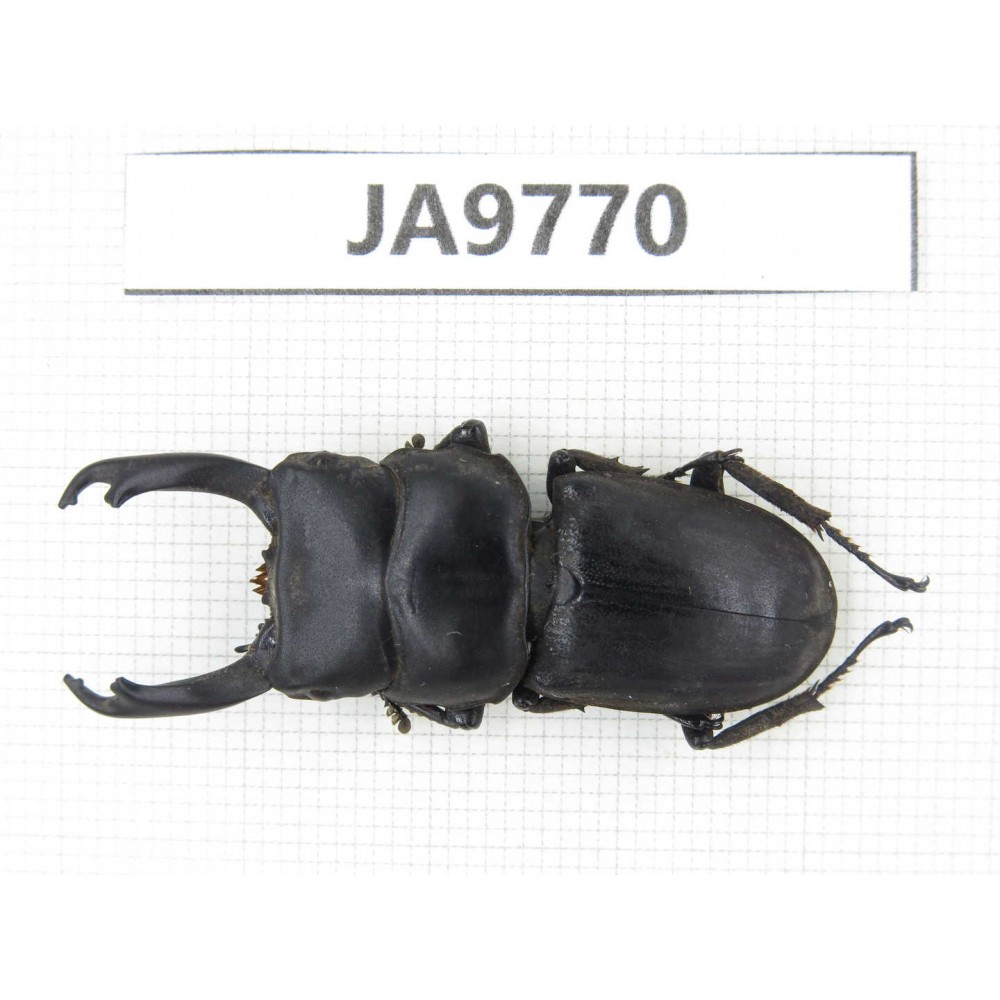 Dorcus sp. China, Guizhou, Qiandongnan, Mt.Leigongshan. 1M. JA9770.