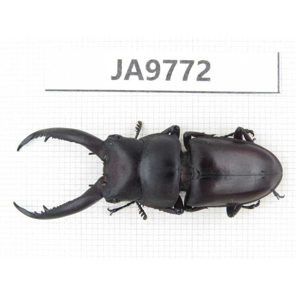 Prosopocoilus sp. China, Guizhou, Qiandongnan, Mt.Leigongshan. 1M. JA9772.