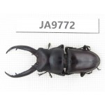 Prosopocoilus sp. China, Guizhou, Qiandongnan, Mt.Leigongshan. 1M. JA9772.
