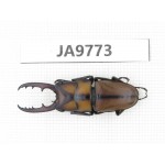 Prosopocoilus sp. China, Guizhou, Qiandongnan, Mt.Leigongshan. 1M. JA9773.