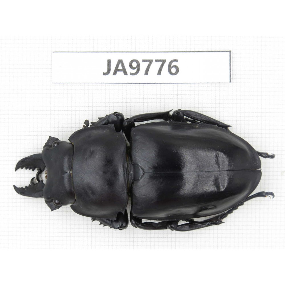 Neolucanus sp. China, Guizhou, Qiandongnan, Mt.Leigongshan. 1M. JA9776.