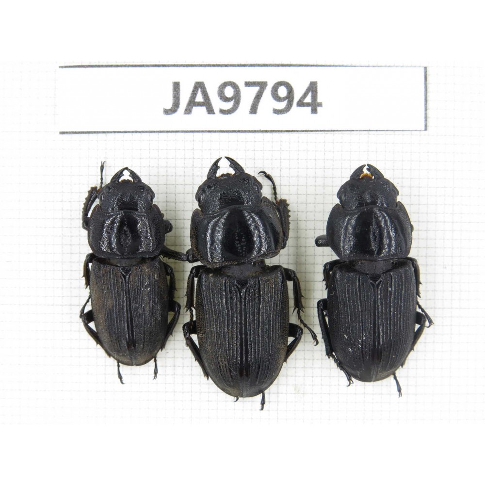 Dorcus sp. China, Tibet, Linzhi, Motuo county. 3F. JA9794.