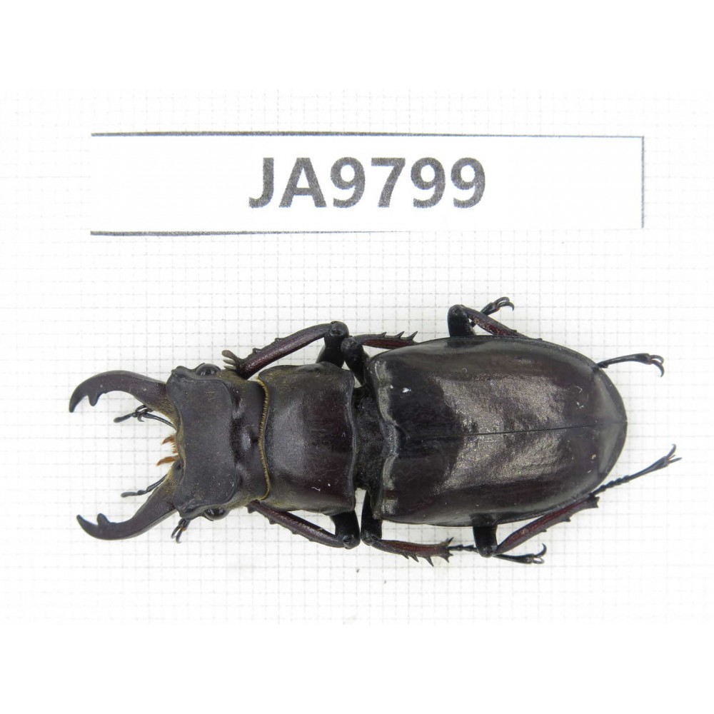 Lucanus langi. China, Tibet, Linzhi, Motuo county. 1M. JA9799.