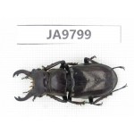 Lucanus langi. China, Tibet, Linzhi, Motuo county. 1M. JA9799.