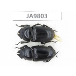 Dorcus sp. China, Yunnan, Xiangerila, Weixi county. 2F. JA9803.