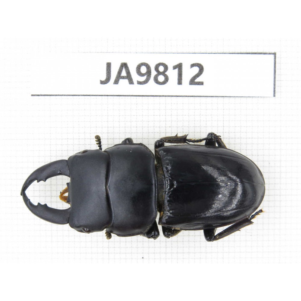 Dorcus sp. China, Sichuan, Ya'an, Baoxing county. 1M. JA9812.