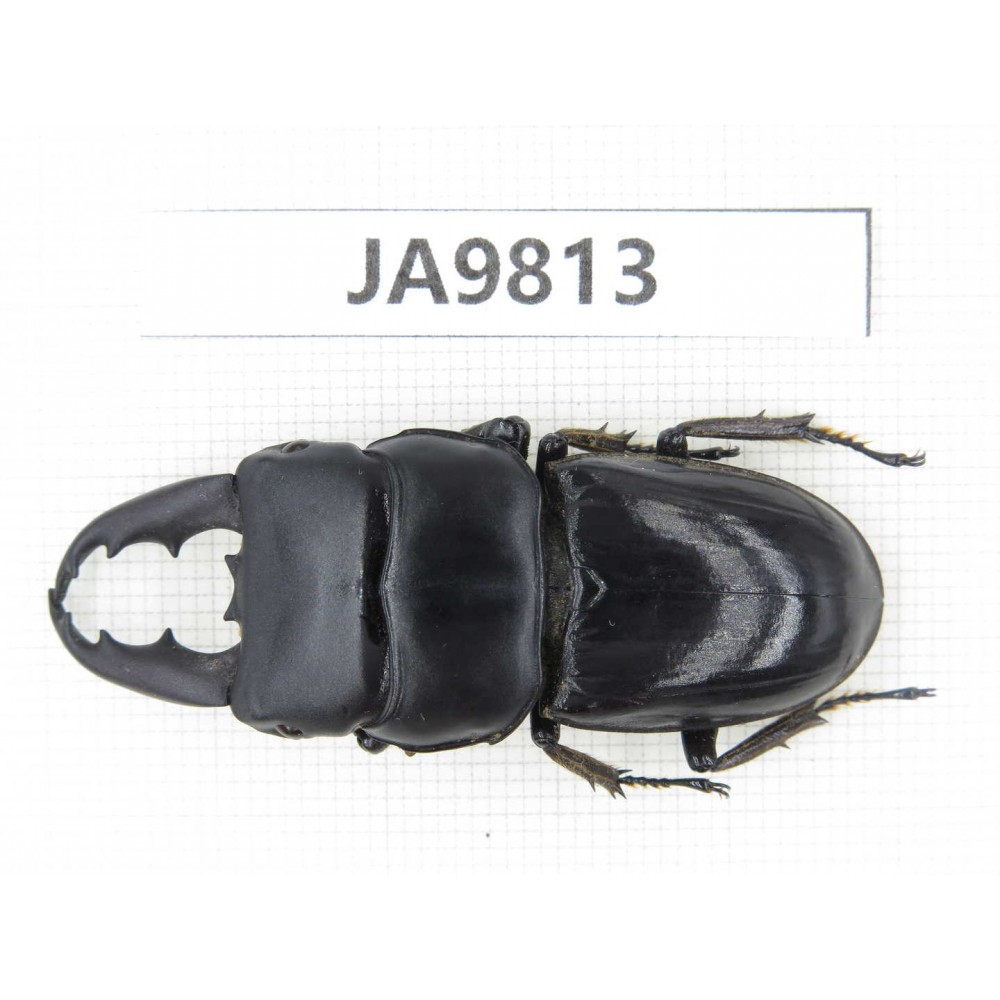 Dorcus sp. China, Sichuan, Ya'an, Baoxing county. 1M. JA9813.